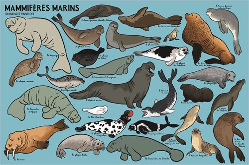 Beaucoup beaucoup d'animaux